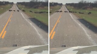 Enormous wild boar family crosses the road