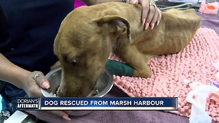 Bahamas dog trapped in rubble for over three weeks survives
