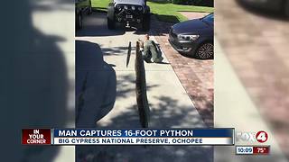 Man Captures 16-Foot-Python
