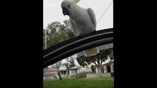 This cheeky cockatoo caused absolute carnage after stealing this woman's ear ring