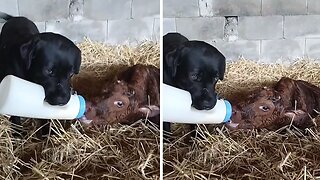 Carrying pup holds milk bottle for newborn calf