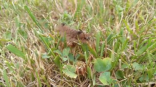 Wooly Bear Caterpillar