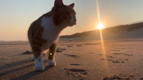 Growing up with MARLIN. ocean-loving, swimming, CAT that thinks he's a DOG 😊