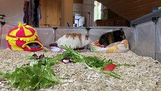 Guinea pig afternoon