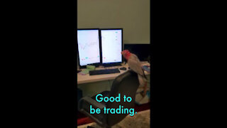 Parrot ACTUALLY TALKS about Trading Stocks! AMAZING TALKING COCKATOO (Vinny Subtitles)