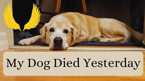 My Dog Died Yesterday - An Elegy for My Beloved Sam