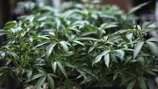 House Passes Bill That Would Decriminalize Marijuana