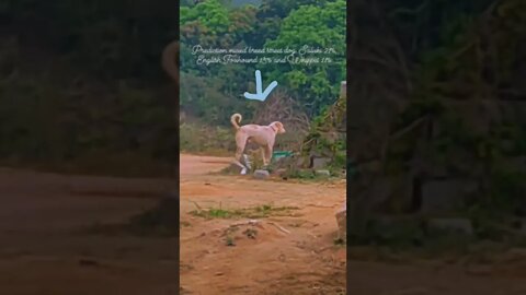 Charming road canine 🐕 ID and woofing short video, #Shorts, #dog, #doglovers ,#street ,#animal