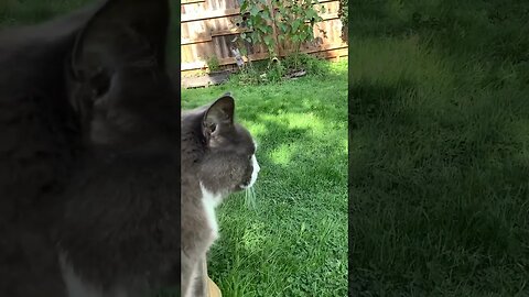 Pretty cat watches over her flock