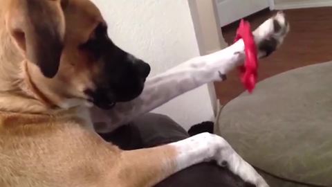 "A Dog Has A Chew Toy Stuck on Its Paw and Tries to Spin It"