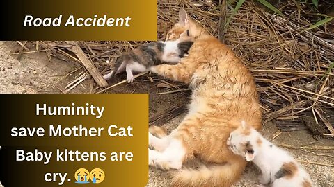 The Mother Cat had Road Accident Baby Kitten are cry, miracle happened.