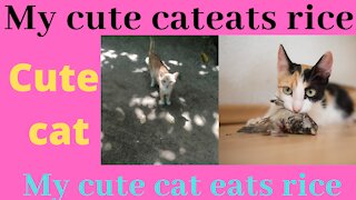 My cute cat eats rice|Funny Cat eats Breakfast|cute cat and funny cat video|Susantha11