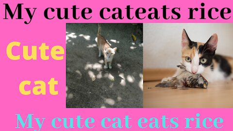 My cute cat eats rice|Funny Cat eats Breakfast|cute cat and funny cat video|Susantha11
