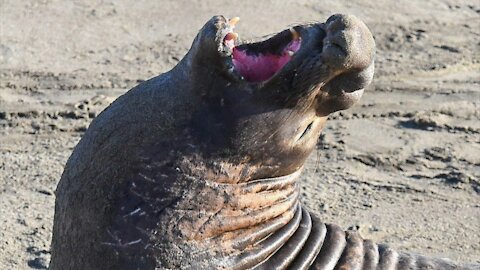 California Elephant Seals