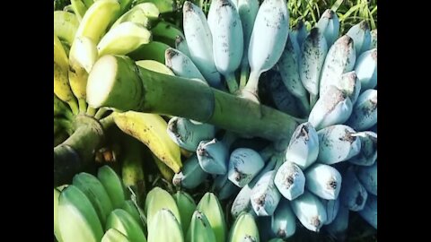 BLUE BANANAS! People from all over the world are traveling to Arizona for a tree - APPETITE AZ