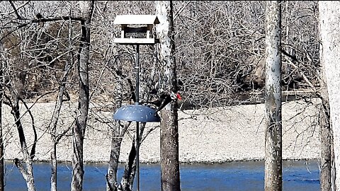 PETE FOR A LATE LUNCH AT THE FEEDER