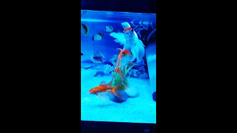 Beautiful Gold fish, Fish Aquarium setup, Gold Fish tank setup. #shorts #viral #fish #aquarium