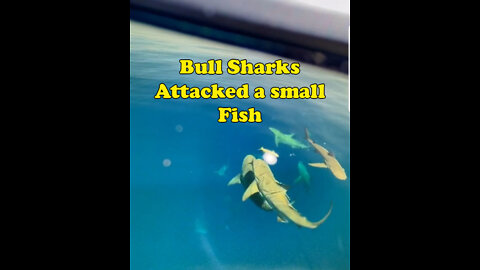 Bull Sharks attacked a small Fish During fishing in the river