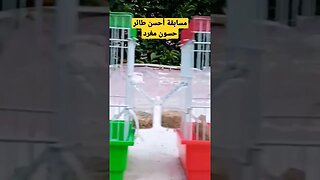 مسابقة أحسن طائر حسون مغرد