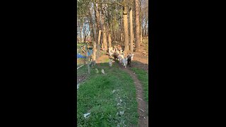 Calling the goats