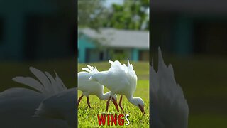 🐧 #WINGS - Graceful Grazers: White Ibis Flock's Peaceful Feeding on the Verdant Lawn 🐦