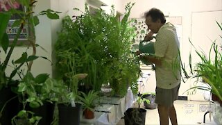 Clearwater Garden Club sells plants virtually to raise money