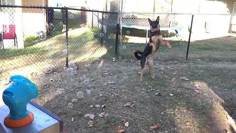 German Shepherds are the Best