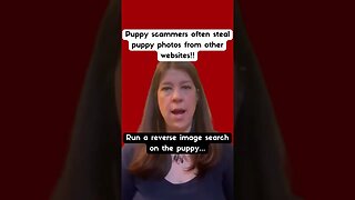Online Puppy Scams🤔 #shorts #short #puppiesforsale #scam