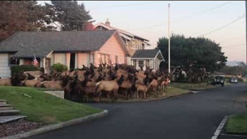Elk herd invades Oregon town