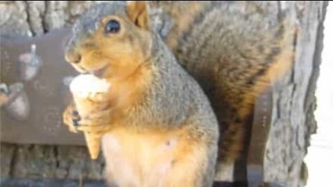 Esquilo toma sorvete como um humano