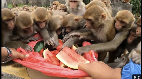 cute monkey happy eating pineapple