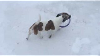 Dog buried in snow determined to get to his toy
