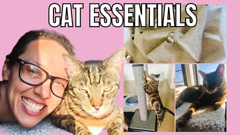 Essentials for indoor cat happiness