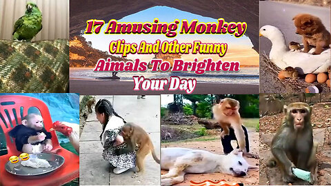 17 Amusing Monkey Clips and Other Funny Animals to Brighten Your Day