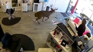 Deer smashes through hairdresser's window