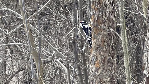 Wood Pecker hiding peanut