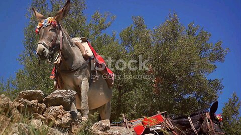 A Donkey in a Well: A Tale of Resilience