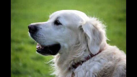 Cão acorda dona com saltos na cama