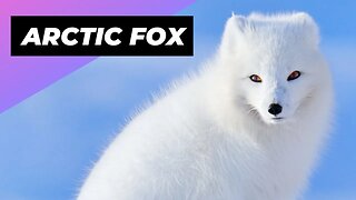 Arctic Fox 🦊 The Arctic's Cutest Predator!