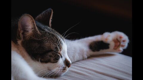Relaxing Calming Music for Cats /// Bird Sounds 12 HOURS Soothing Black Screen Sleep Cat