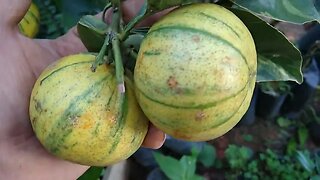 frutíferas produzindo em vaso fruta do milagre com frutas a 80,00 coco precoce mangostim roxo...
