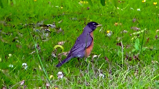 IECV NV #644 - 👀 American Robin Out Back 🐦6-20-2018