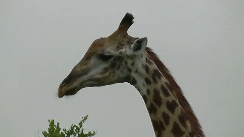 SOUTH AFRICA giraffes, Kruger national park (hd-video)-2