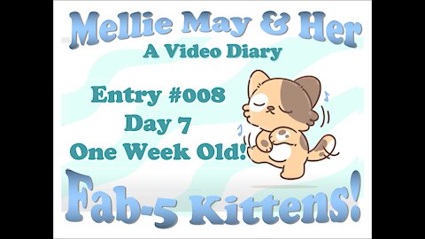 Video Diary Entry 008: Day 7! One Week Old! Cat House?