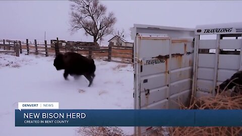 New Bison herd moved to Bent County