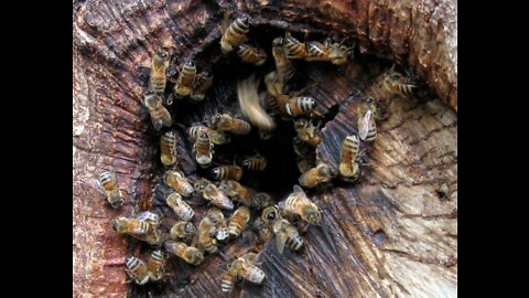 Bees Making Mud Home on The Tree At Jungle