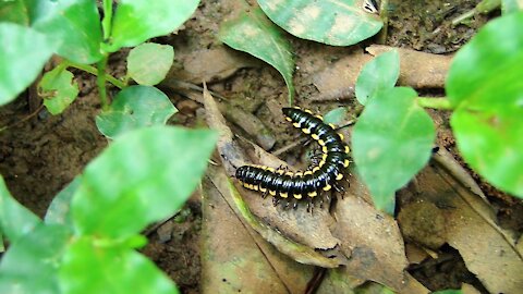 Yellow spotted millipede (Harpaphe haydeniana)
