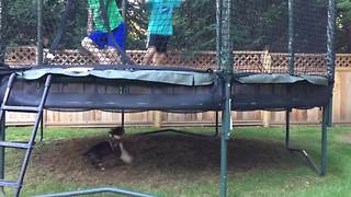 Two Boys Jump On A Trampoline And A Dog Runs Under It