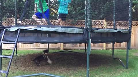 Two Boys Jump On A Trampoline And A Dog Runs Under It
