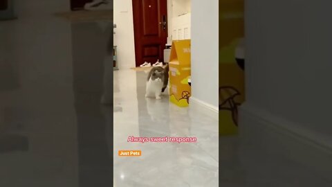 Yes Mummy #cute #funnyanimals #funnyvideos #tiktok #cat